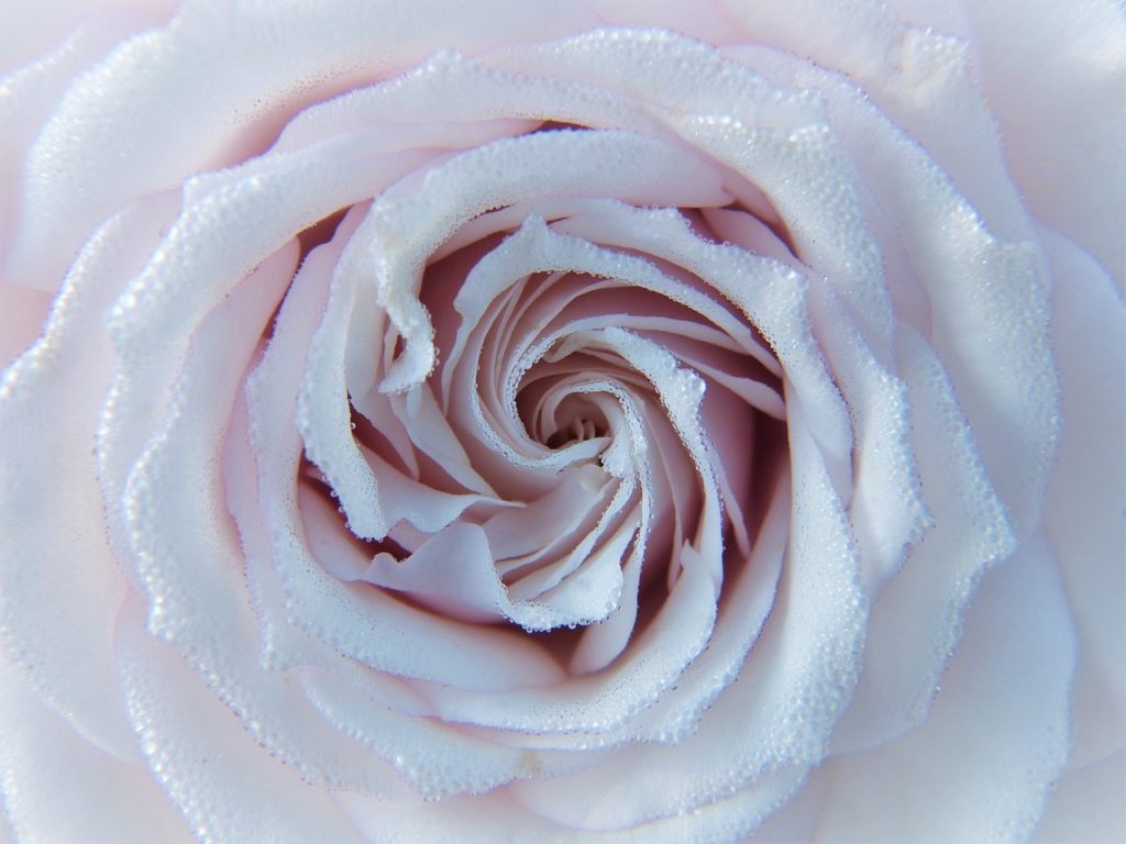 rose, white, pink-2634412.jpg